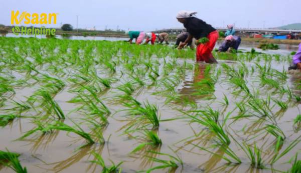 सरकार का MSP धान खरीद इस खरीफ सीजन में अब तक 20.25% बढ़ गया है